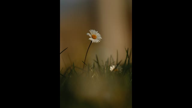 Embracing Imperfections, Celebrating Uniqueness